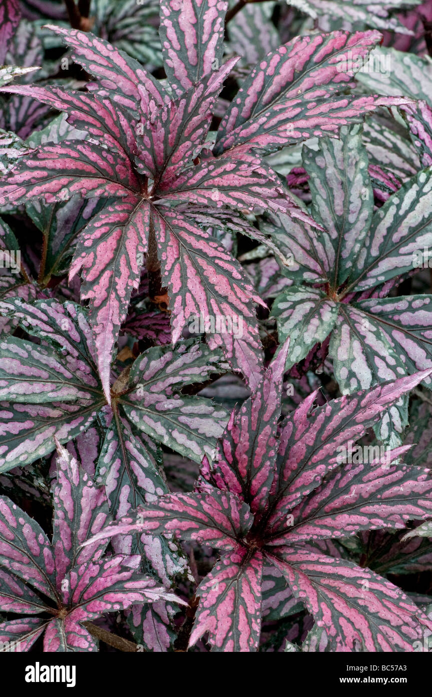 Begonia benitochiba. Foliage. Stock Photo
