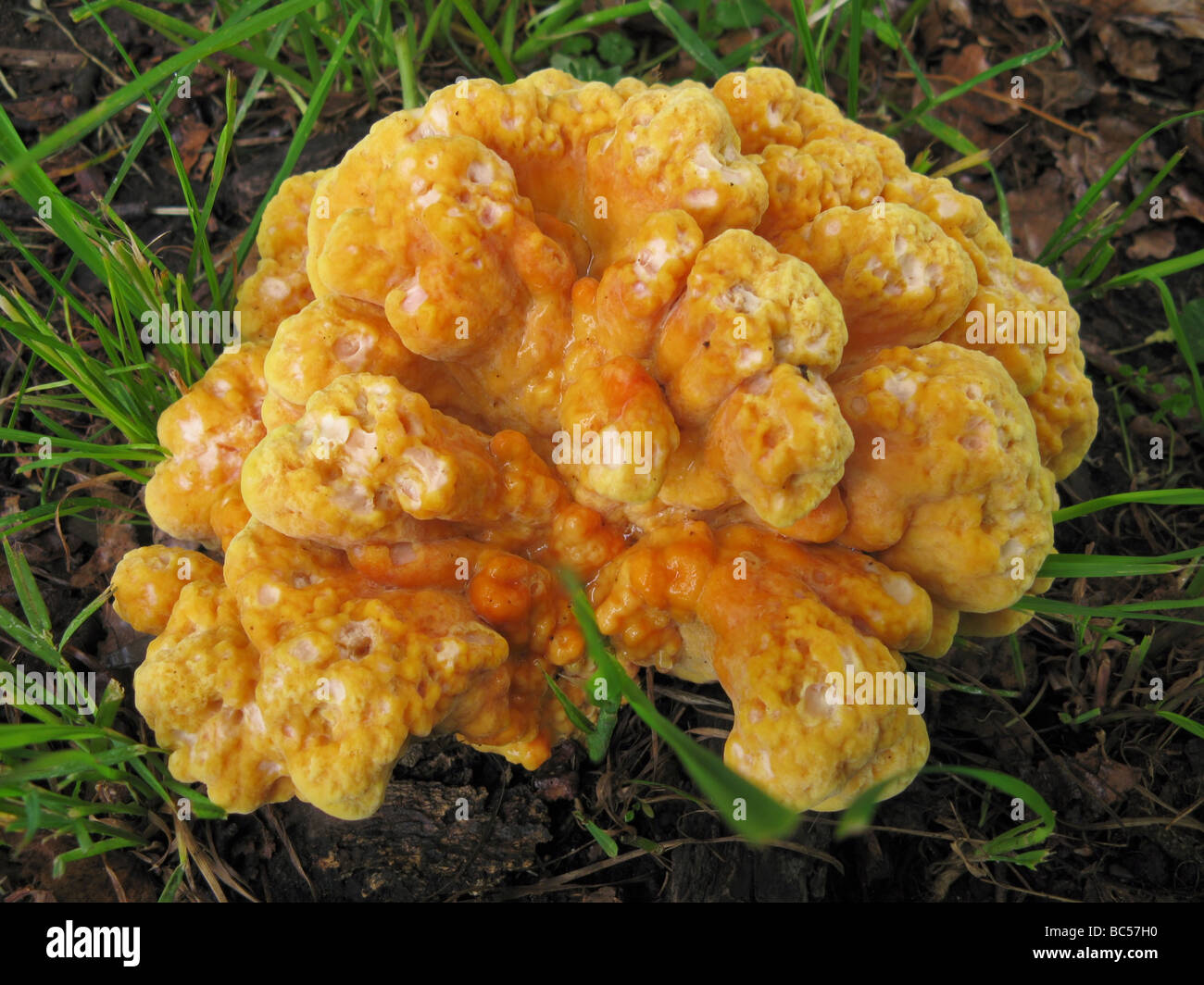 Yellow mushroom Stock Photo