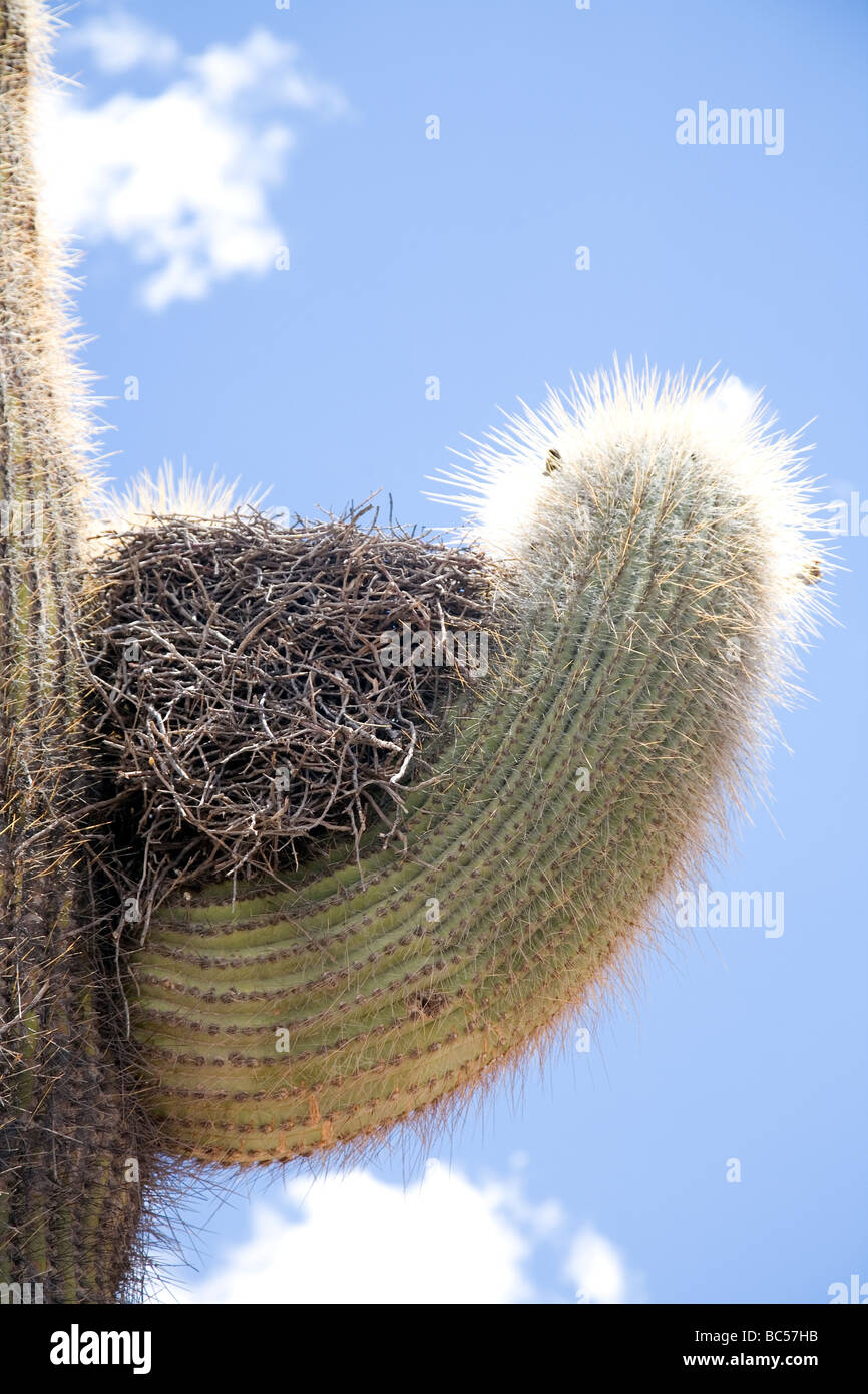 Steinbach canastero hi-res stock photography and images - Alamy