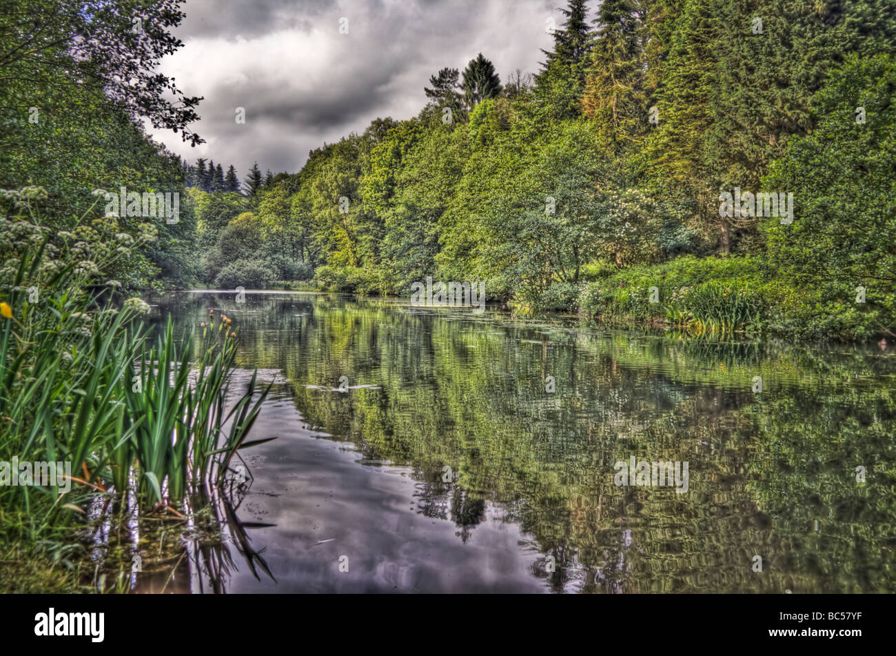 A surreal pond in the Forest of Dean Stock Photo