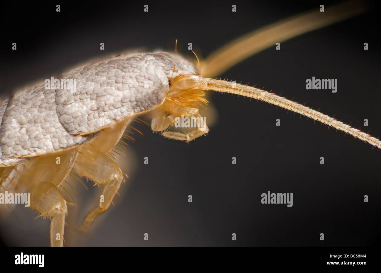 Silverfish insect, Lepisma saccharina high macro of head showing scales. Stock Photo