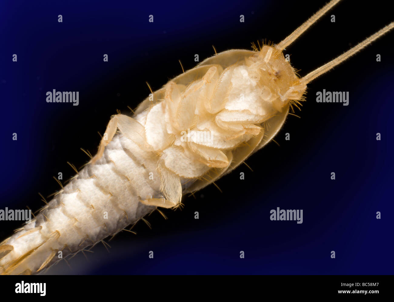 Silverfish insect Lepisma saccharina Stock Photo