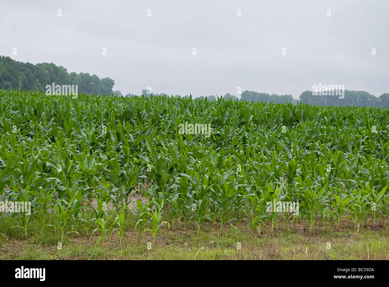 Bad weather maize hires stock photography and images Alamy