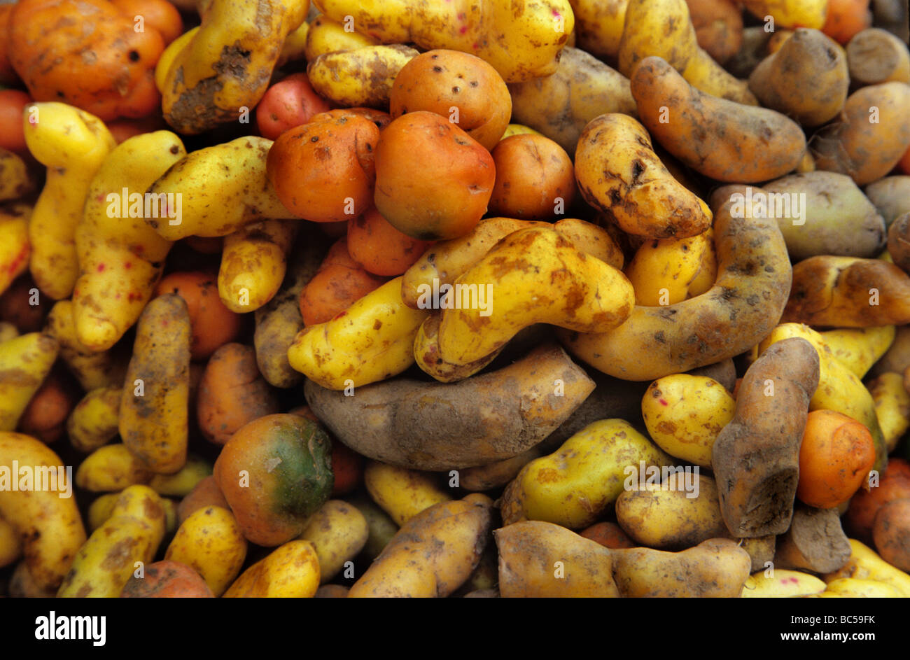 Andean potatoes Stock Photo