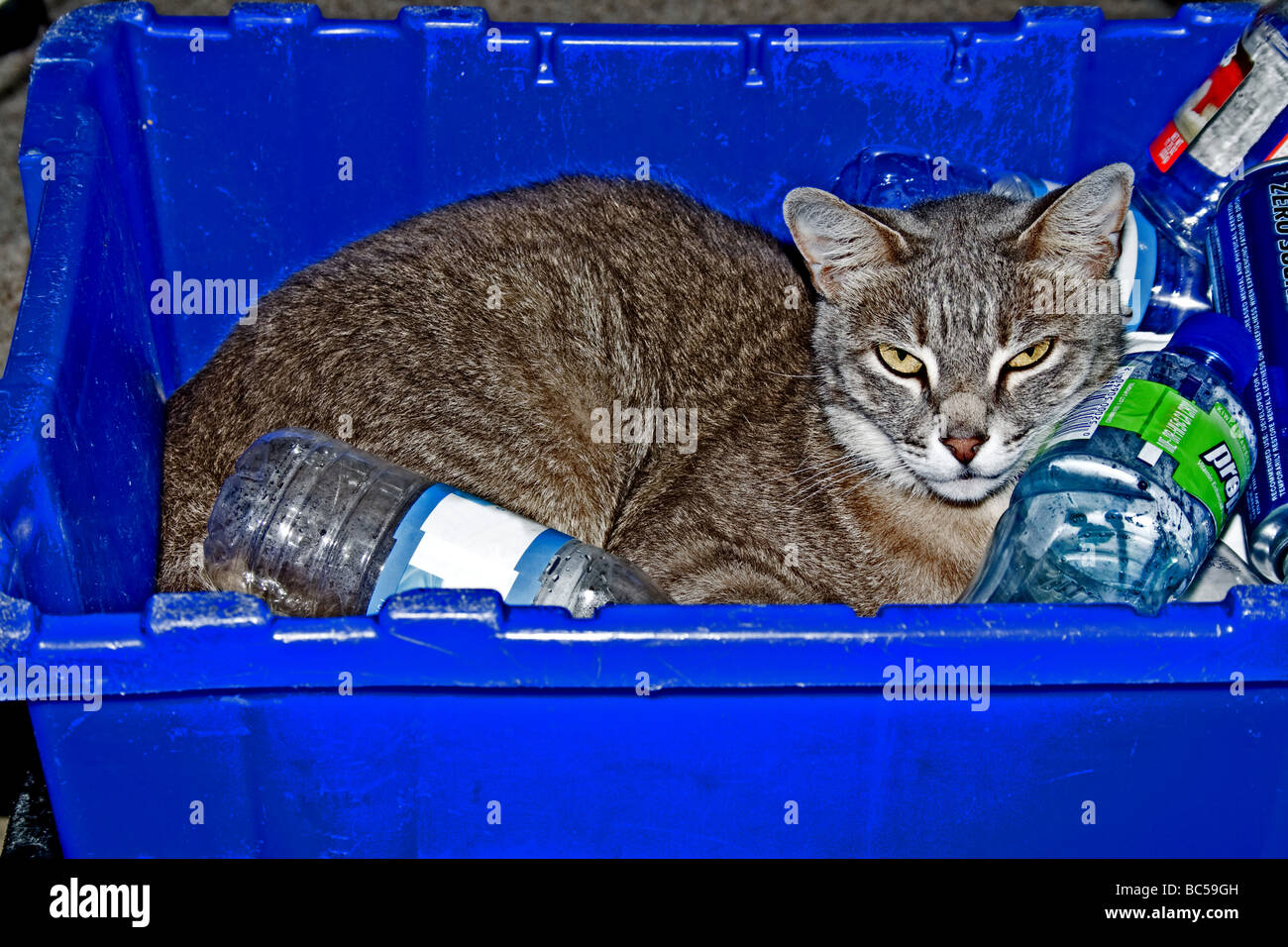Cat resting in a recycle bin Stock Photo Alamy