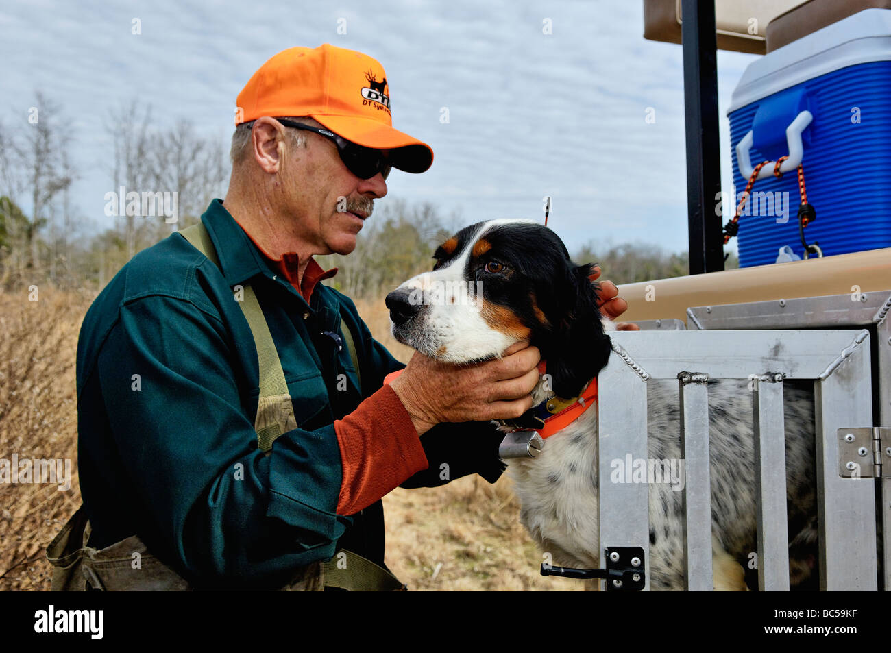 Bird Dog Trainer George Hickox Preparing English Setter for Georgia Piney Woods Bobwhite Quail Hunt Stock Photo