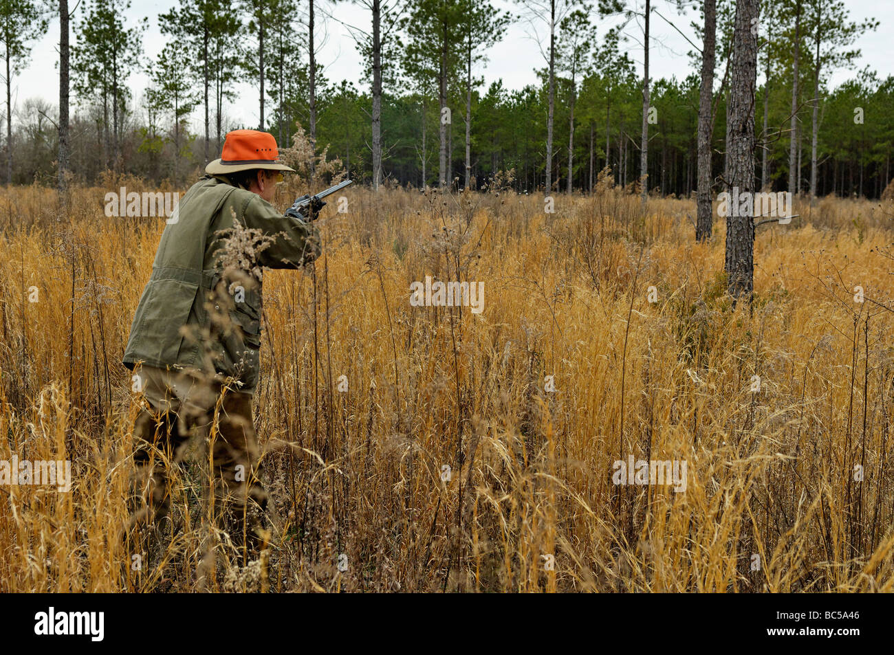 Upland Bird Hunter Shooting Flushing Bobwhite Quail in the Piney Woods