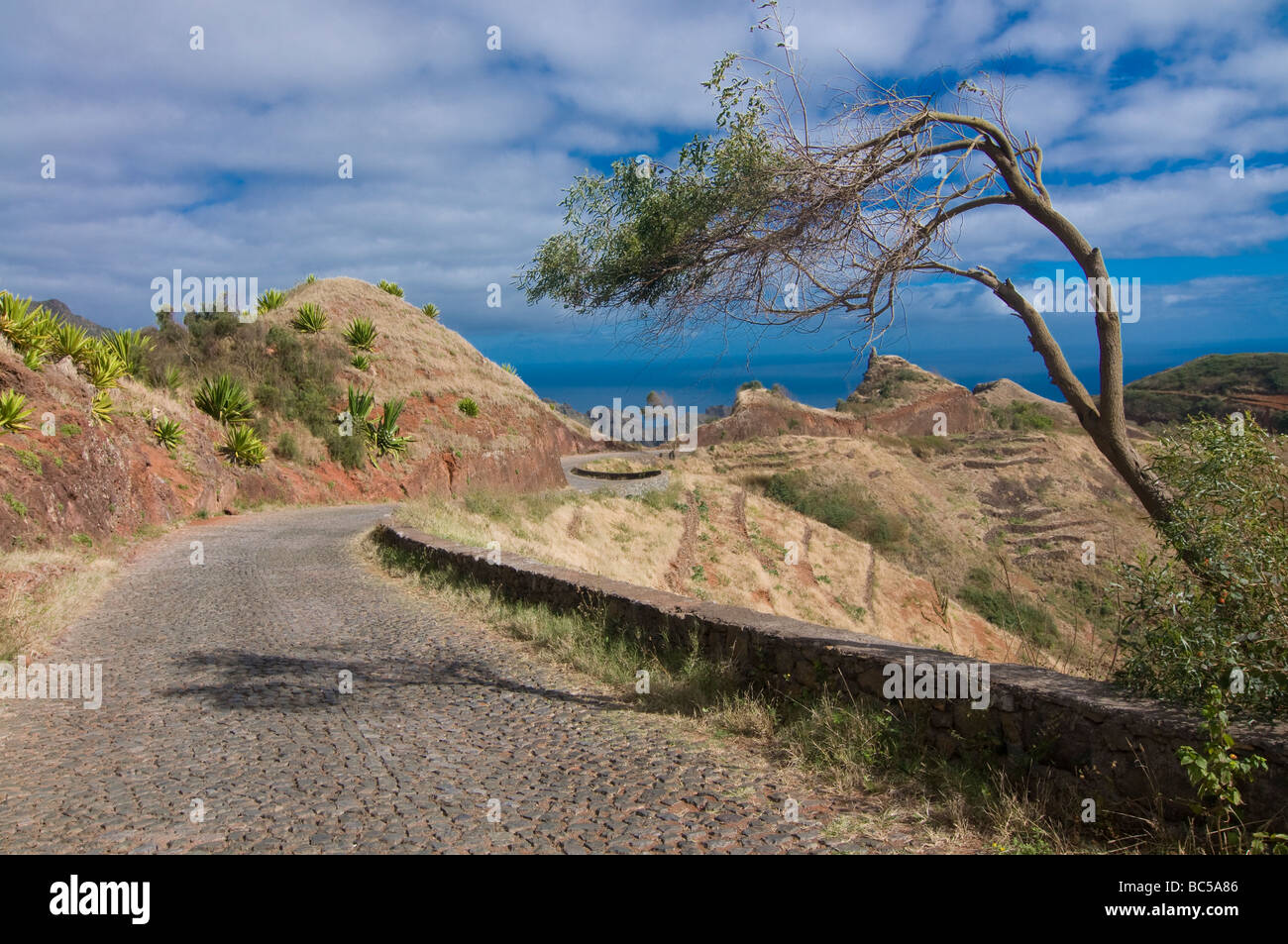 Road leads along a dryed up tree in rocky landscape San Antao Cabo Verde Africa Stock Photo