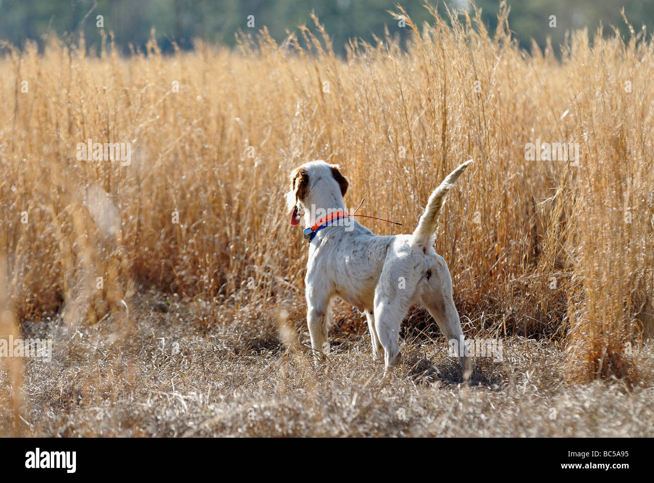 Bird dog hi-res stock photography and images - Alamy