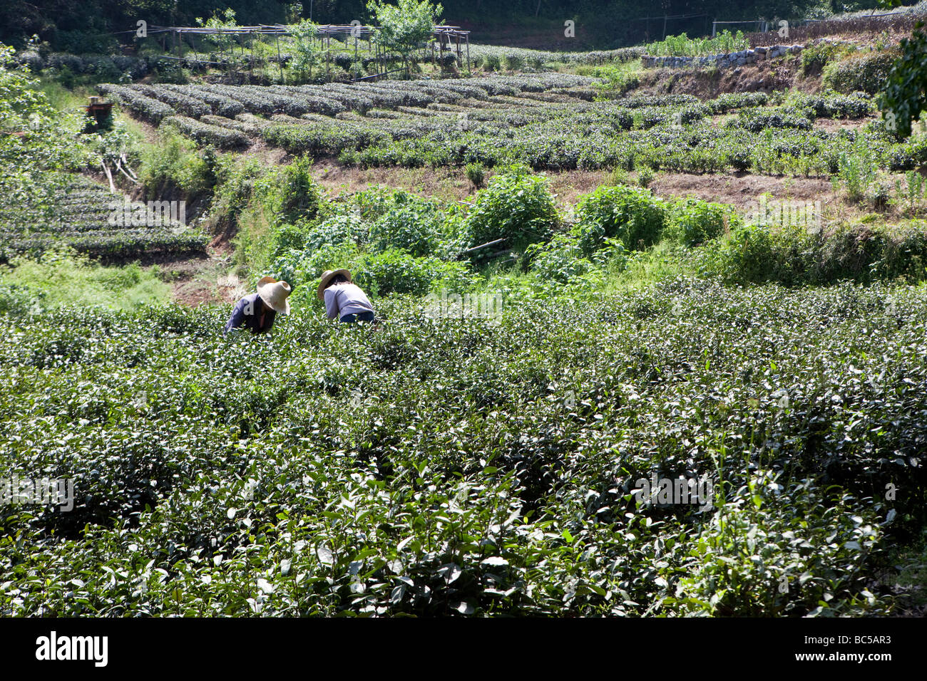 Tea fields are seen in Hangzhou, China Stock Photo