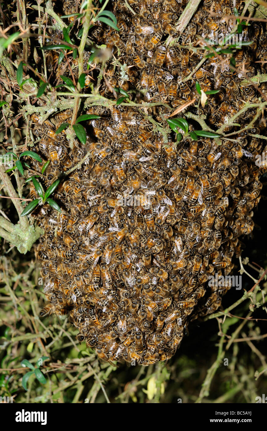 Honeybee swarm form a hanging ball from this tree in an English country garden Stock Photo