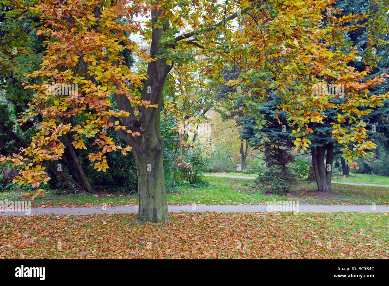 Last golden tree foliage in autumn city park Stock Photo - Alamy