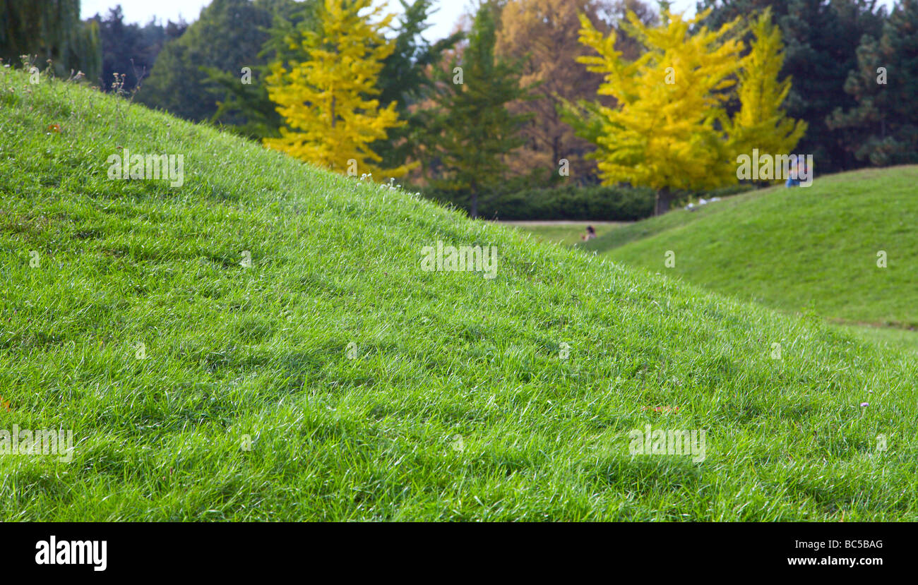 Green grass lawn and yellow dingo trees far away Stock Photo