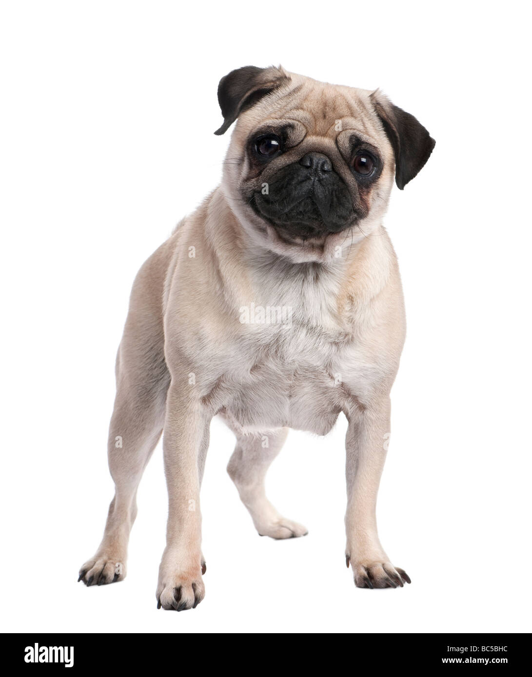 Beige pug standing up in front of the camera 2 years ols in front of a white background Stock Photo