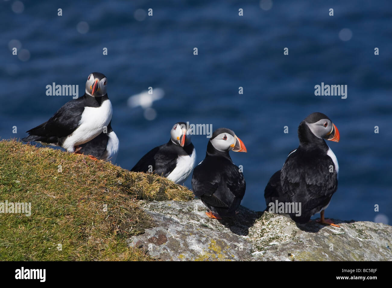 Puffins (Fratercula arctica)  on the cliffs of Hermaness NNR Unst Stock Photo