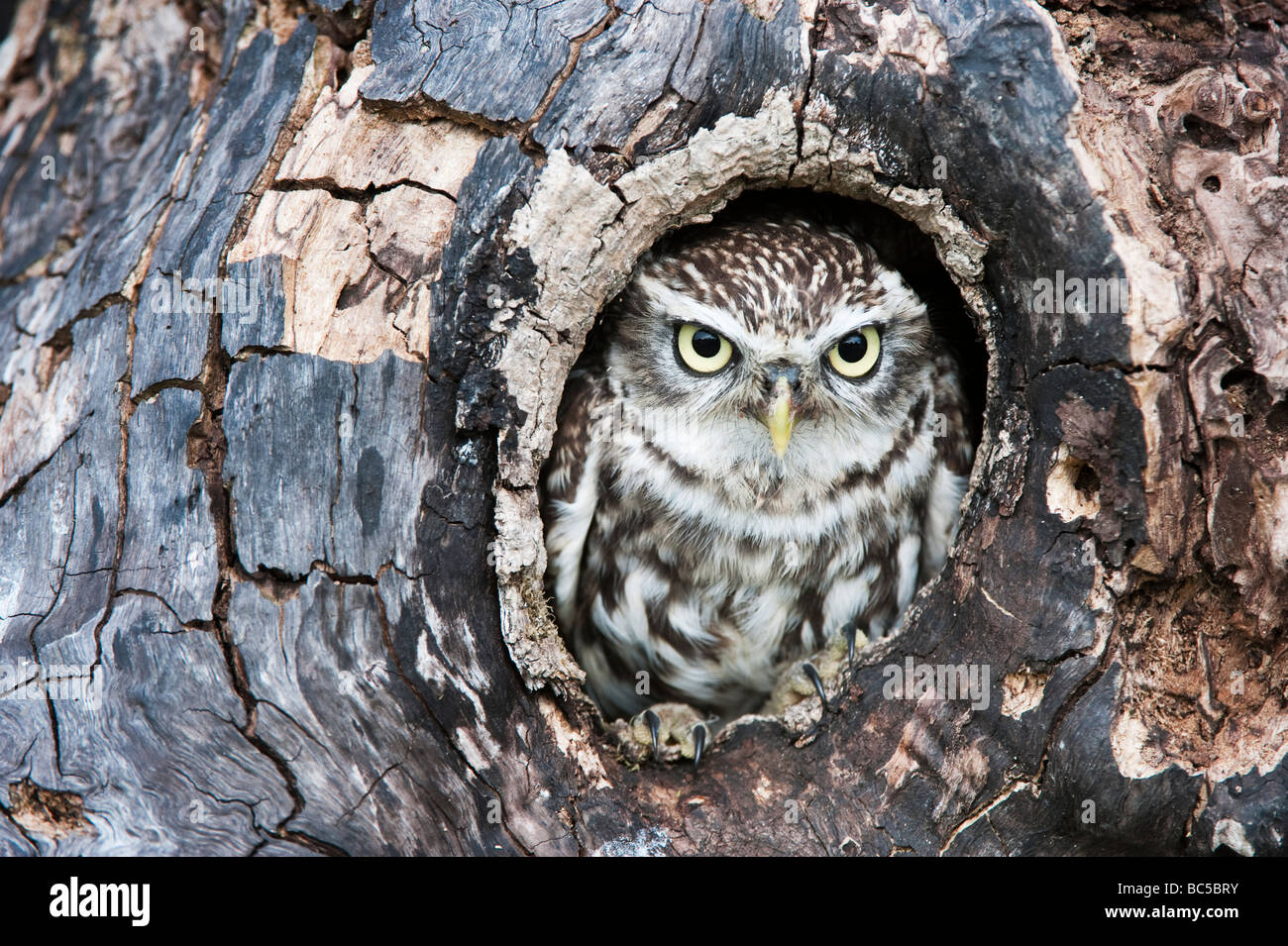 Athene noctua. Little owl in a tree hollow in the english countryside Stock Photo