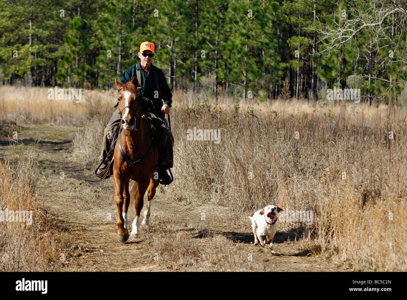 Dog Trainer on Horseback Following English Setter as it Hunts for Bobwhite Quail in the Piney Woods of Georgia Stock Photo