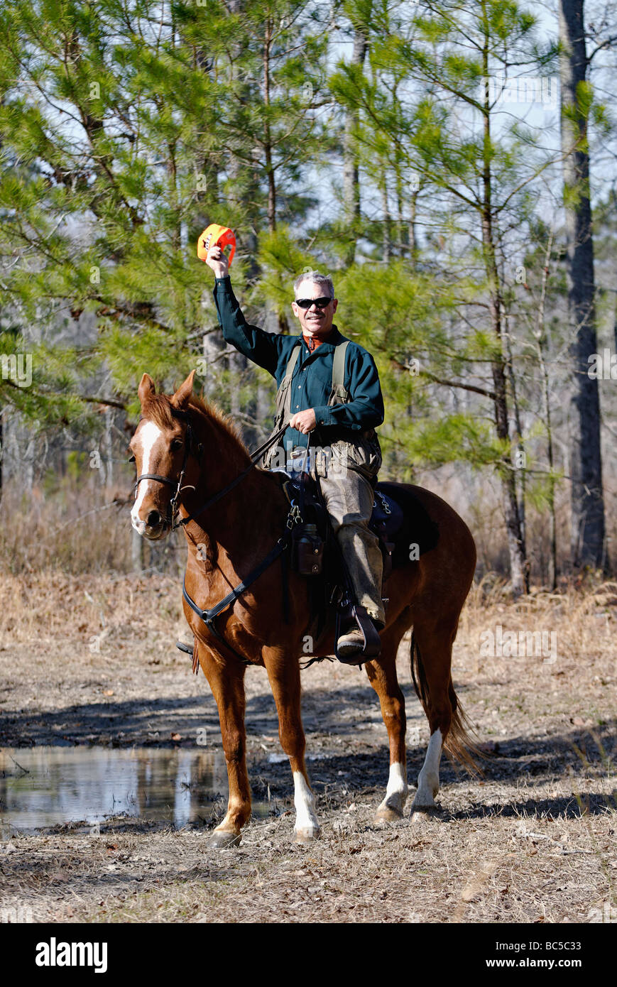 Dog Trainer George Hickox on Horseback Signalling that a Dog is on Point during Quail Hunt in the Piney Woods of Georgia Stock Photo
