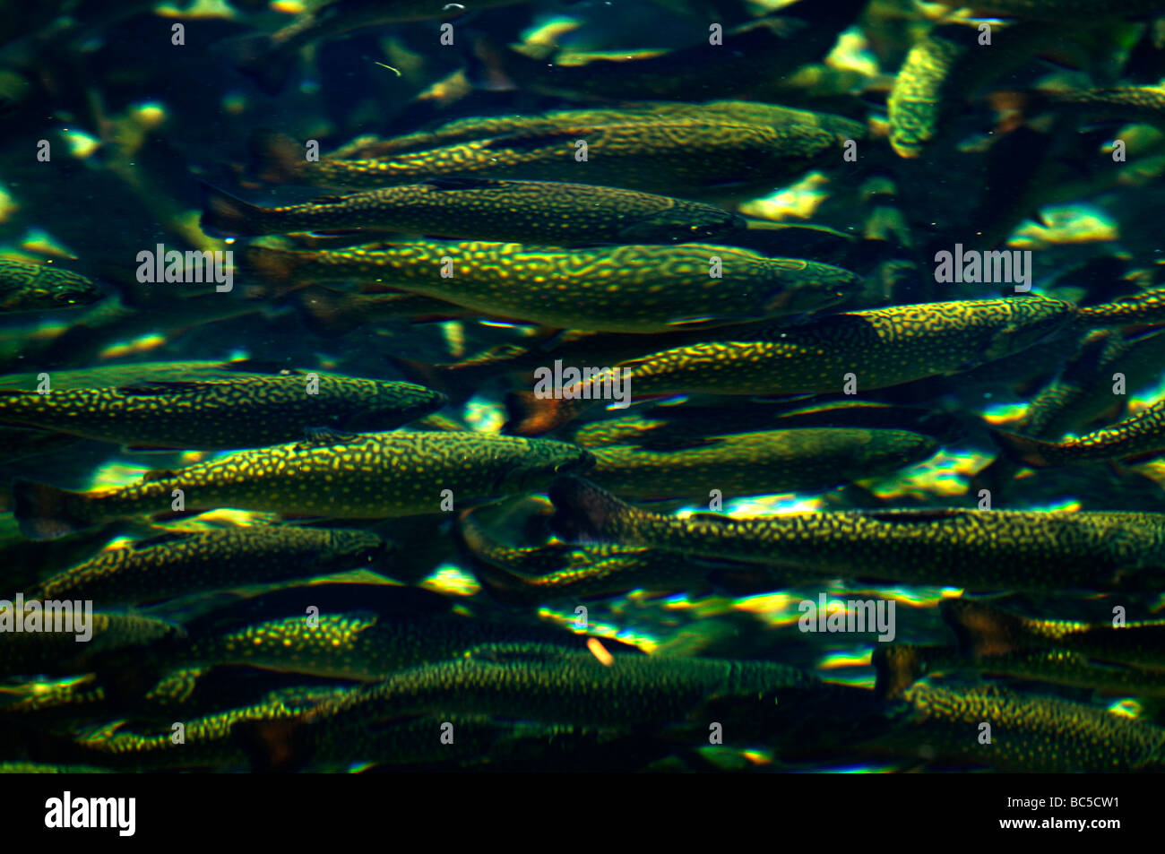 Brook trout in a fish hatchery Stock Photo Alamy