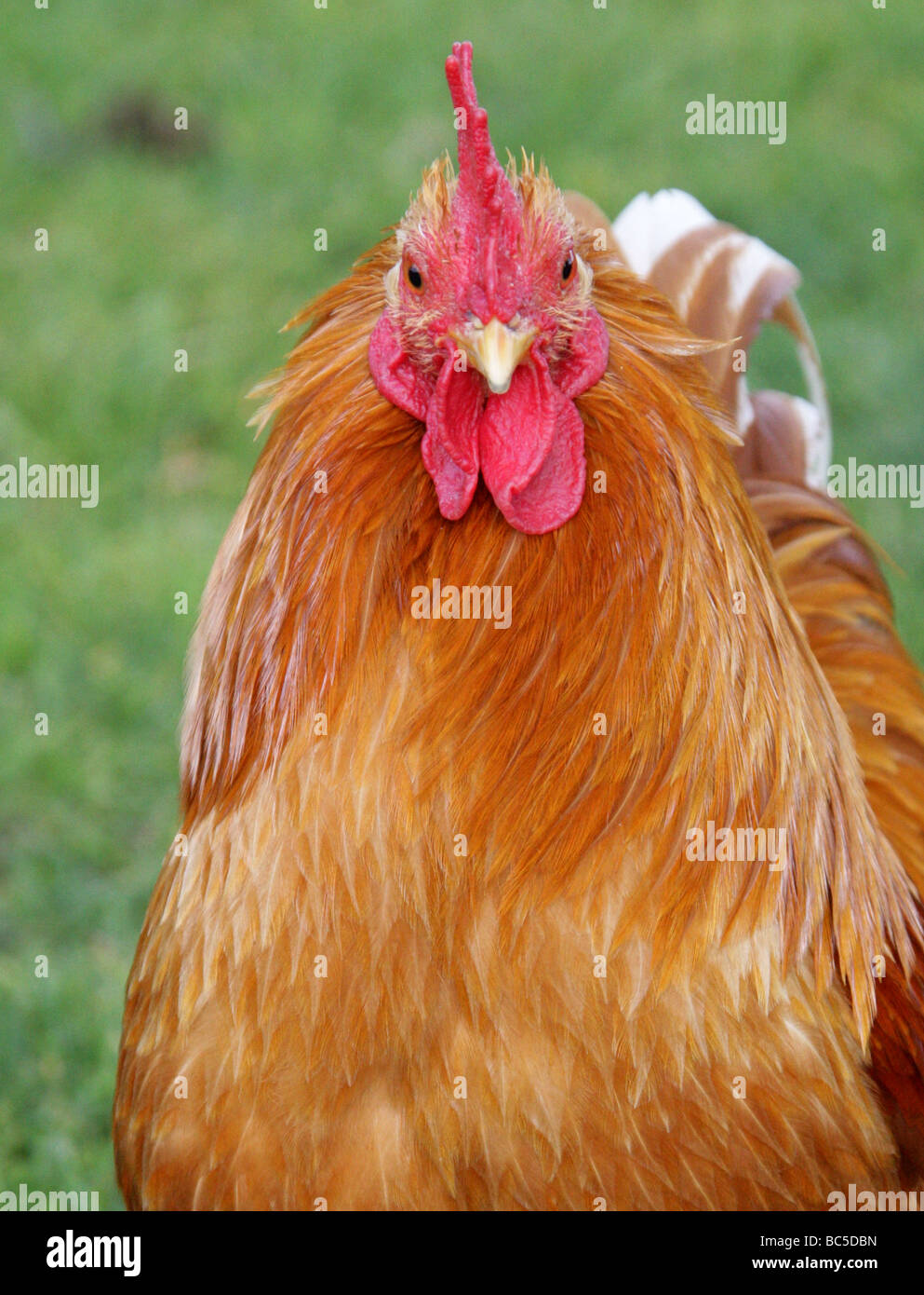 Domesticated Chicken, "Orpington" Rooster, Gallus gallus domesticus