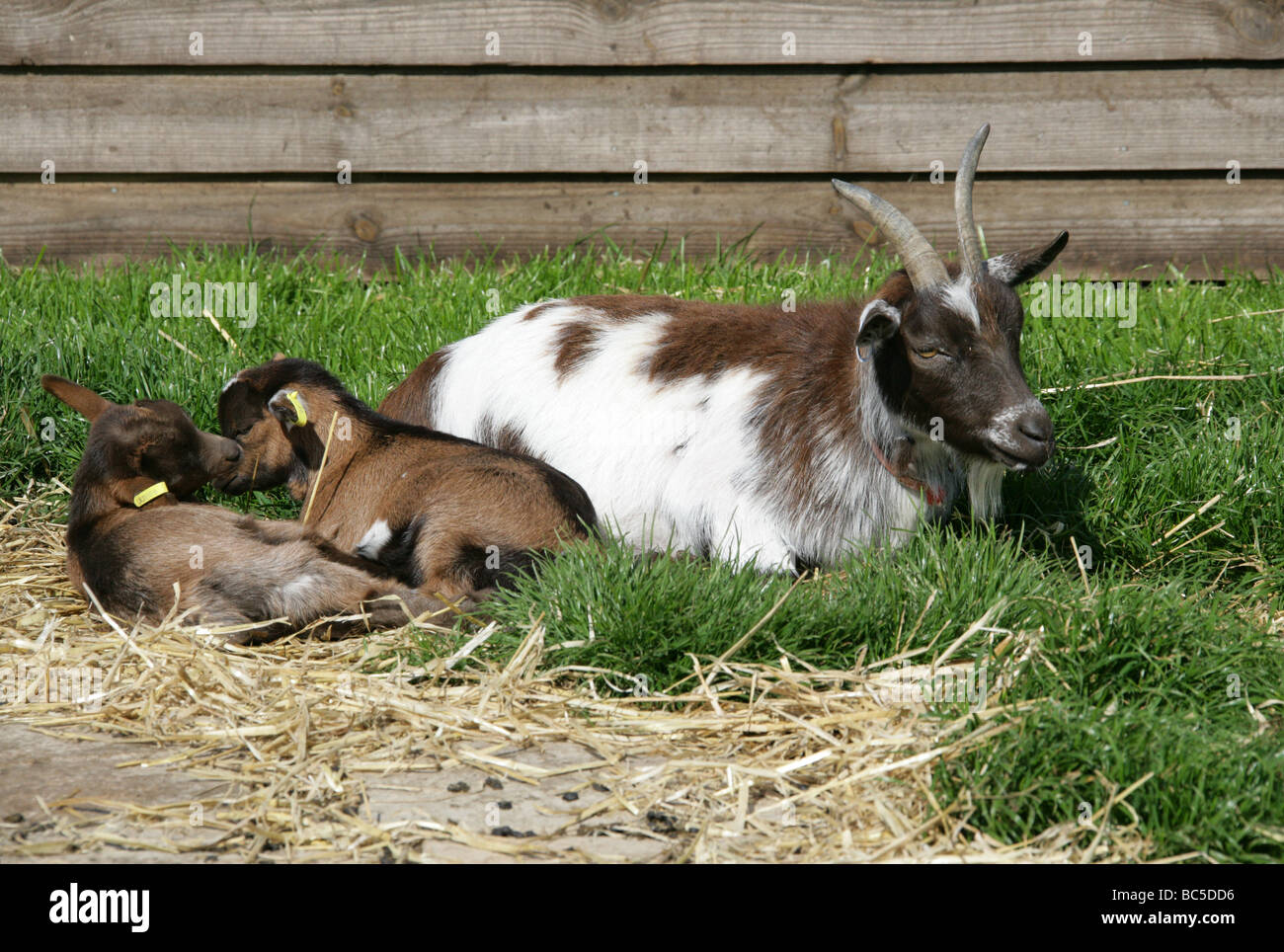 Two Young Domesticated Goat Kids and their Mother, Capra aegagrus hircus, Bovidae. Stock Photo