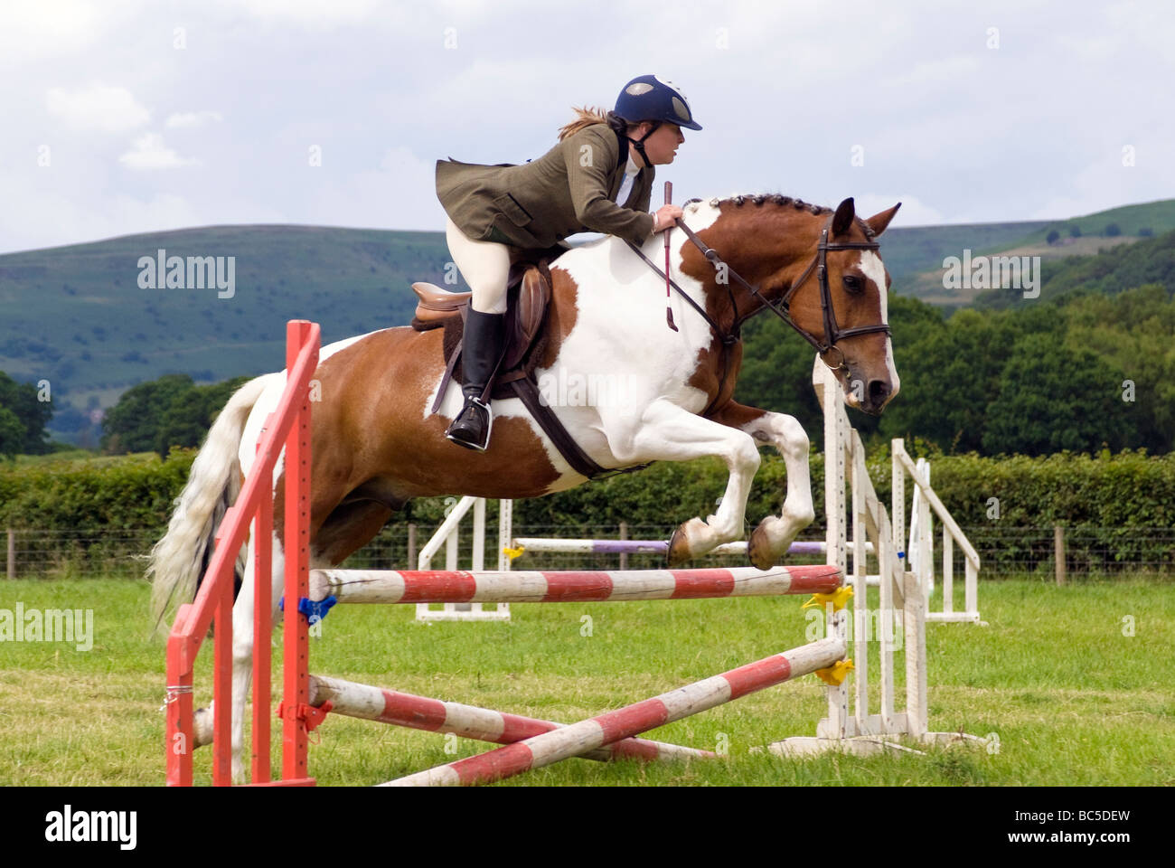 Woman rider in a show jumping competition at Pandy Show, nr Abergavenny, Wales, UK. Brown & white horse jumps a fence. Stock Photo