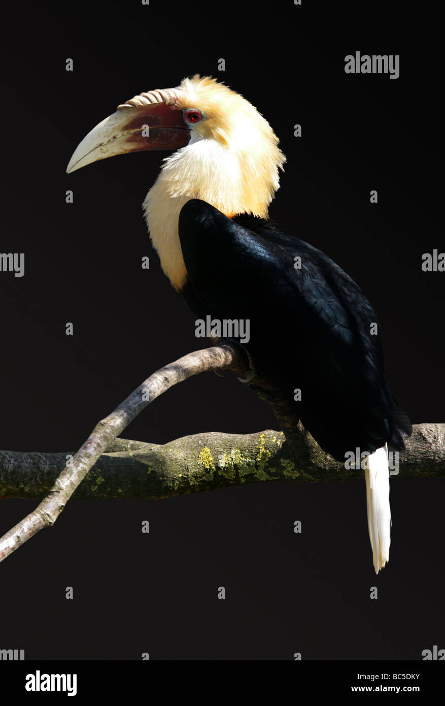 Blyth's Hornbill aka New Guinea Plicated and Papuan Hornbill, Rhyticeros plicatus, Bucerotidae, Bucerotiformes. Stock Photo