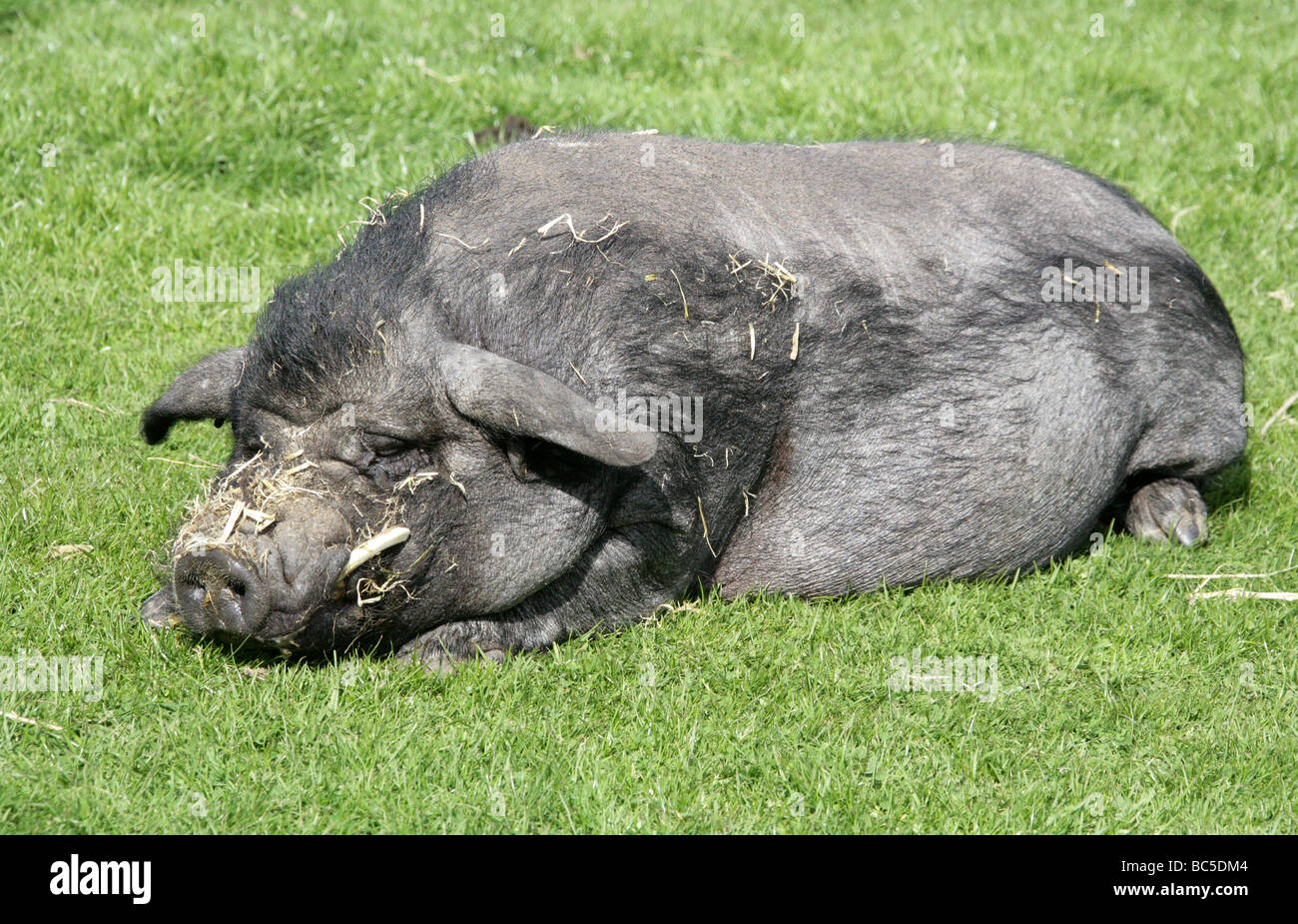 Domesticated Pig or Hog Boar, Sus domestica, Suidae Stock Photo