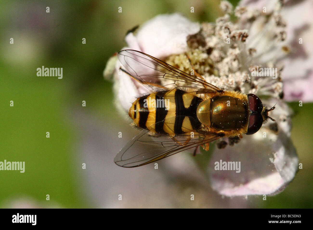 Hover Fly feeding on Barmble showing Wing veination Syrphus ribessi Family: Syrphidae Stock Photo