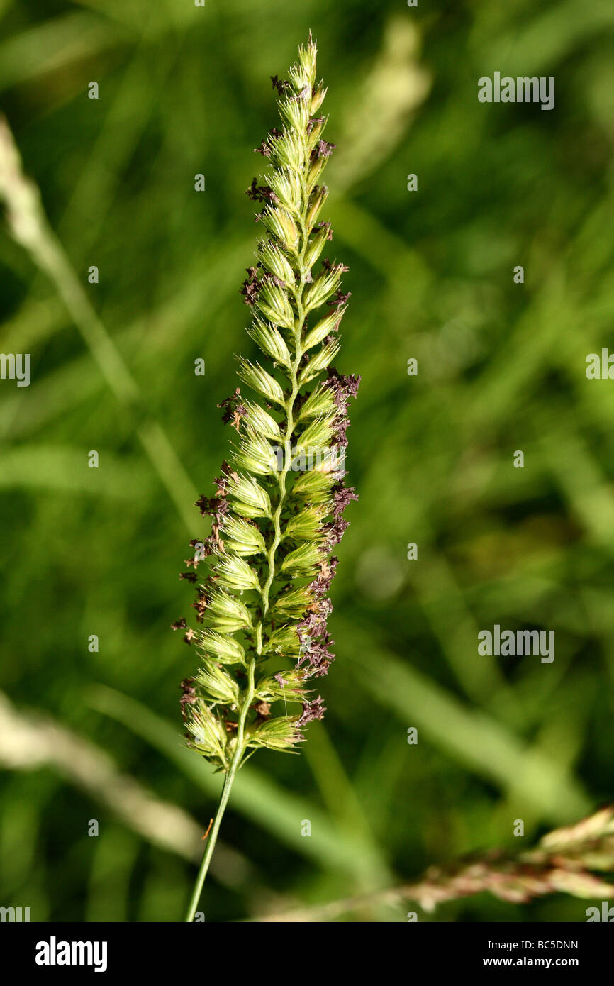 Grass showing intricate detail of seed head Stock Photo