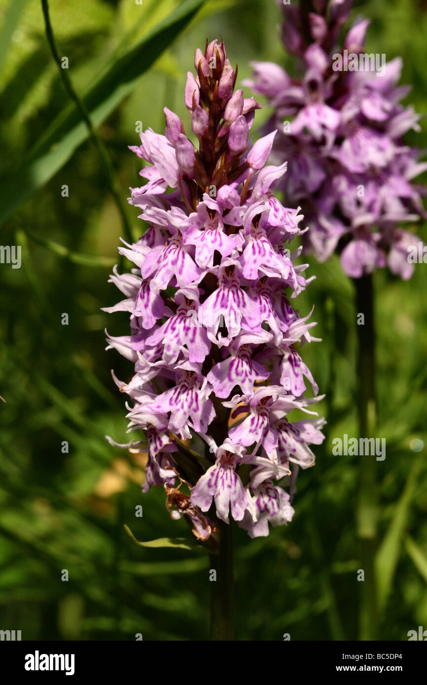 Common Spotted Orchid Dactylorhiza fuchsii Family Orchidaceae macro close up flower plant Stock Photo