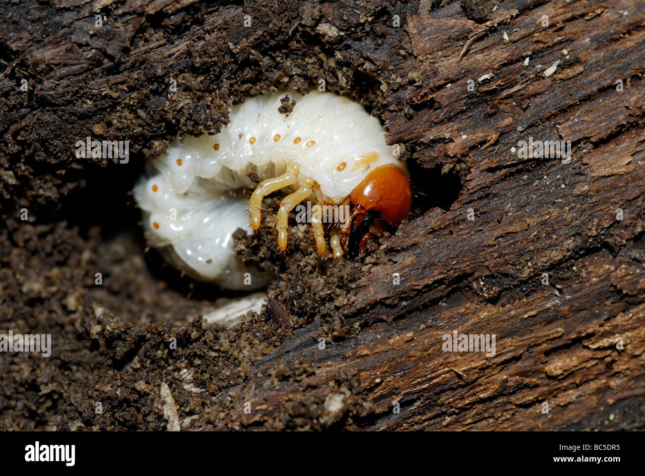 Larva of a June bug Phyllophaga sp in a decomposing dead tree northeastern US Stock Photo