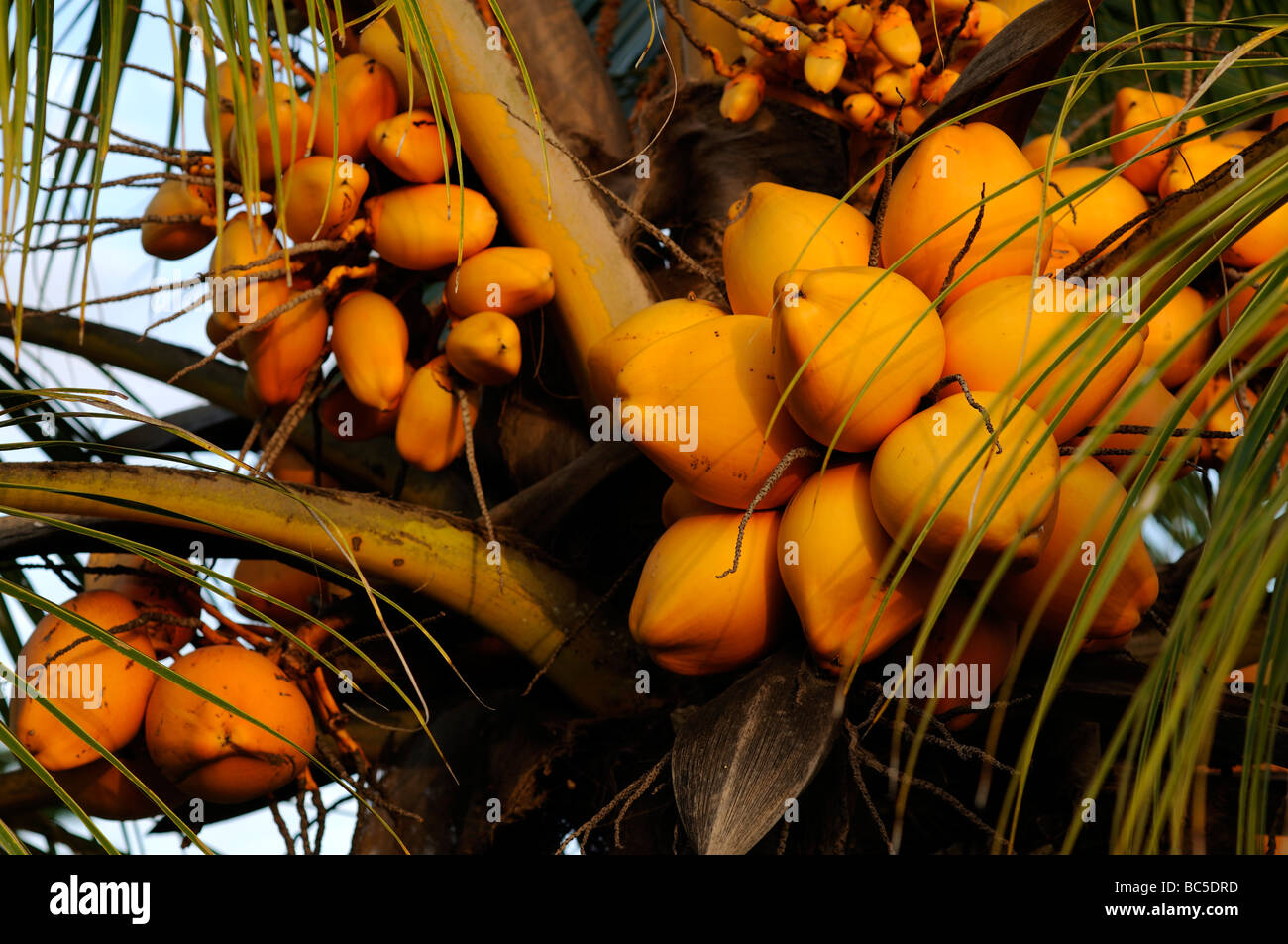 port vila vanuatu coconuts Stock Photo