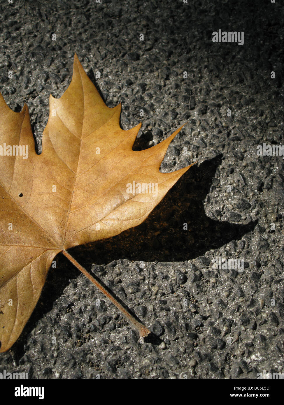 one single  fallen brown leaf on road surface Stock Photo