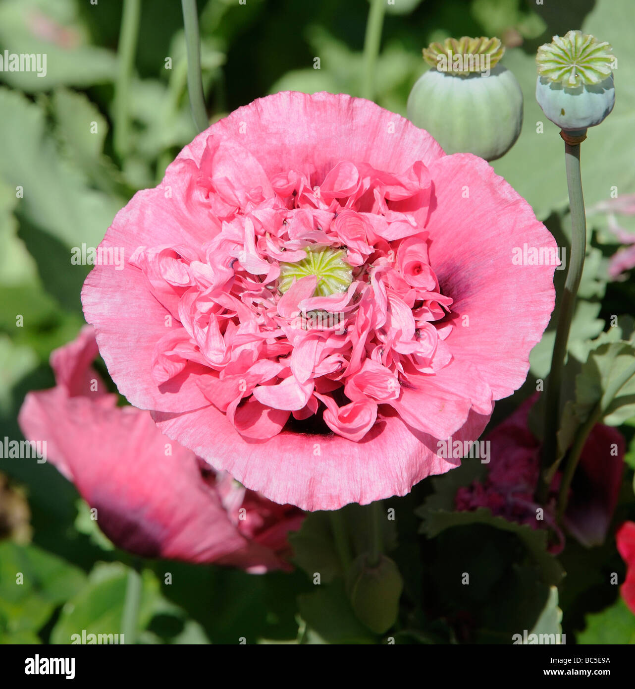 Opium poppy in full bloom hi-res stock photography and images - Alamy