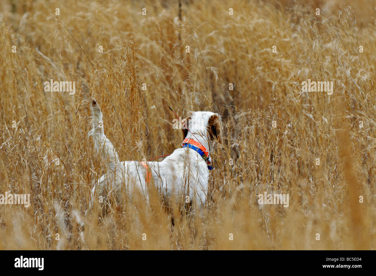 English Setter on Point During Bobwhite Quail Hunt in the Piney Woods
