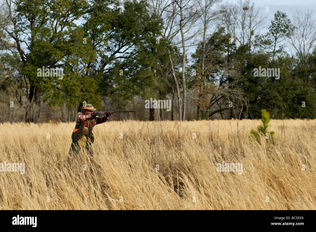 Hunter Shooting Shotgun during Bobwhite Quail Hunt in the Piney Woods