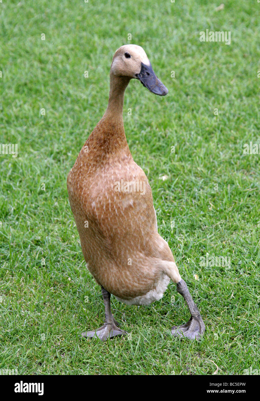 Buff Indian Runner Duck, Anatidae, Anseriformes Stock Photo