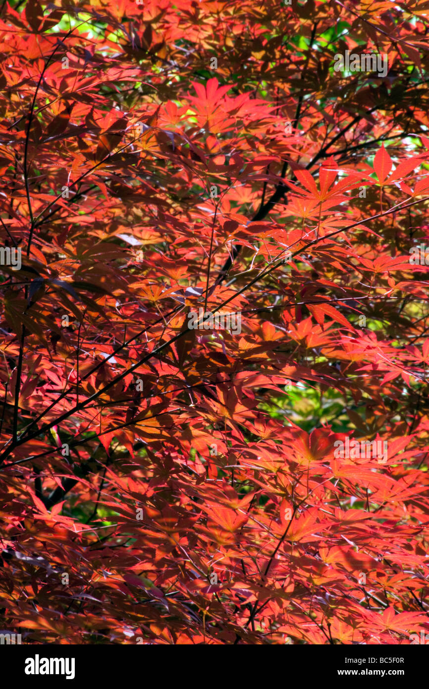 Red leaves are seen on a tree Stock Photo - Alamy