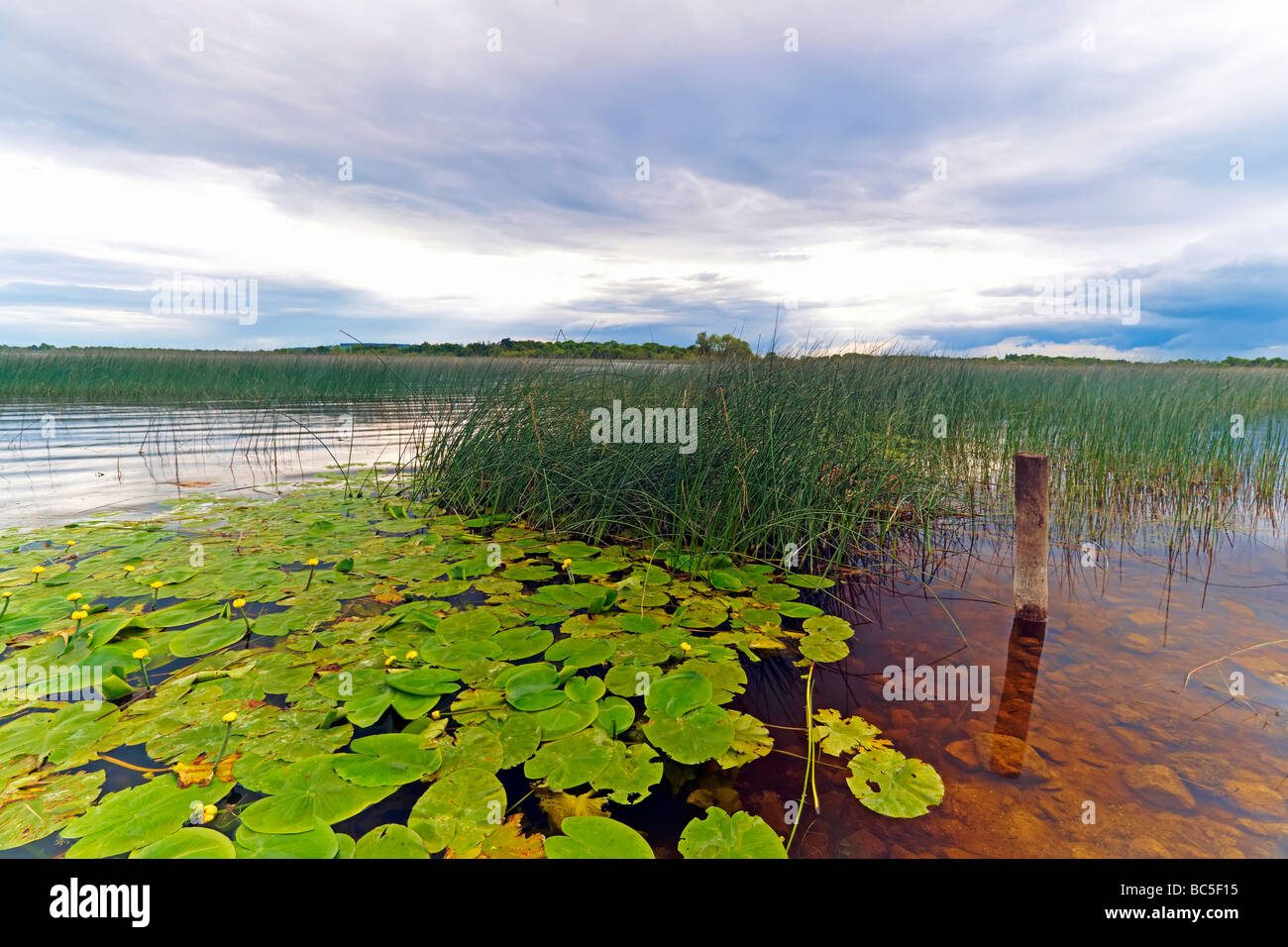 Water Lilies Growing By Banks Of River Shannon In Co Roscommon Ireland water-lilies-growing-by-banks-of-river-shannon-in-co-roscommon-ireland