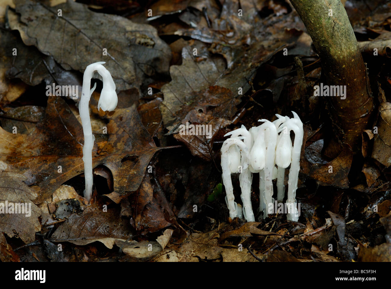 Indian pipe, Monotropa uniflora, an unusual non-photosynthetic, parasitic flowering plant. Stock Photo