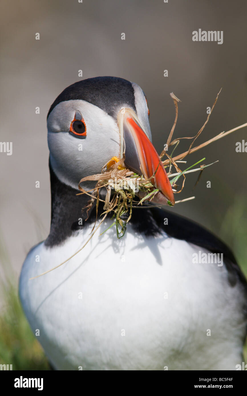 Puffin (Fratercula arctica) in Shetland collecting grass for the burrow on Hermaness NNR Unst Shetland Stock Photo