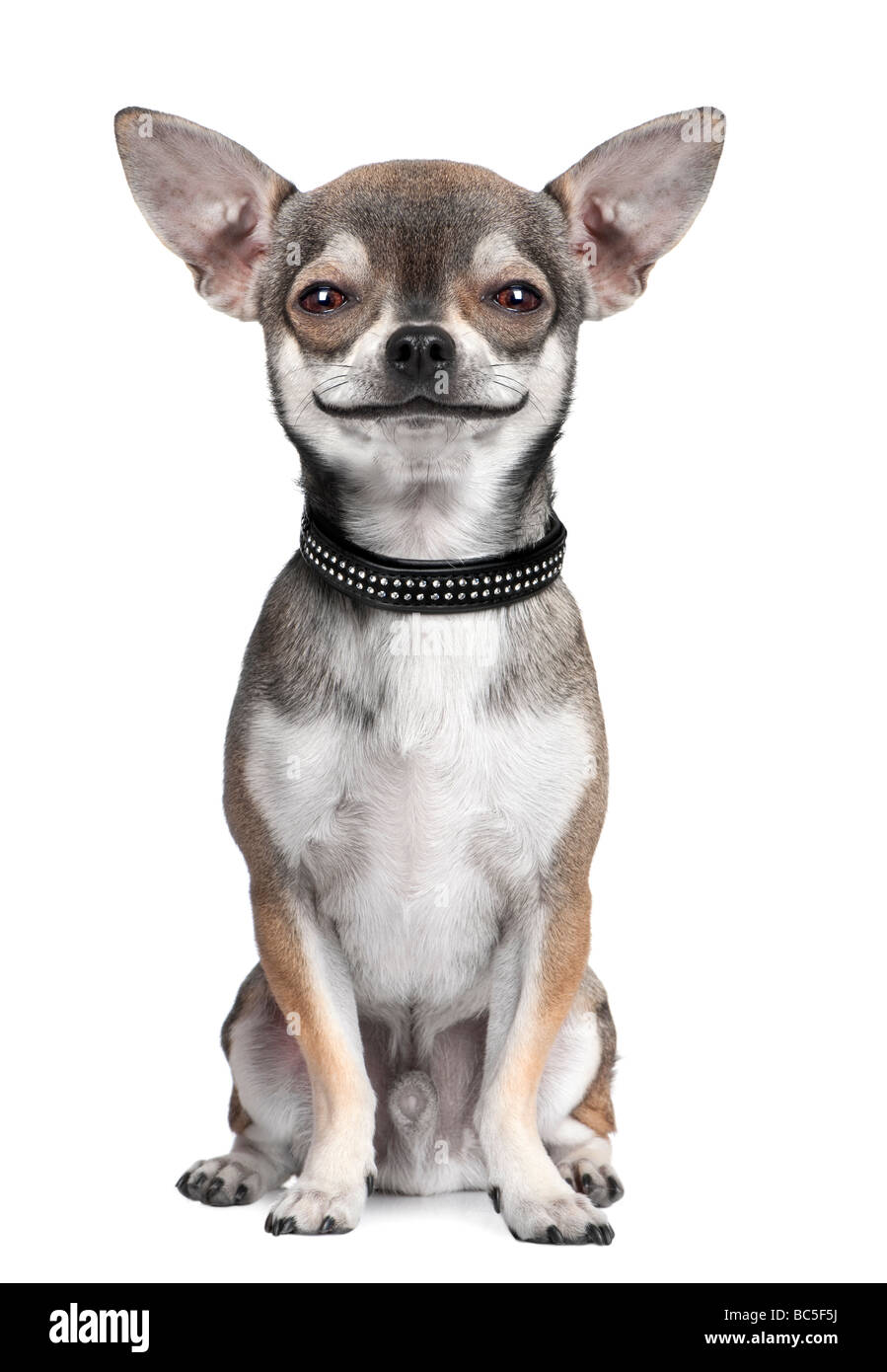 dog chihuahua looking at the camera smiling in front of a white background Digital enhancement Stock Photo