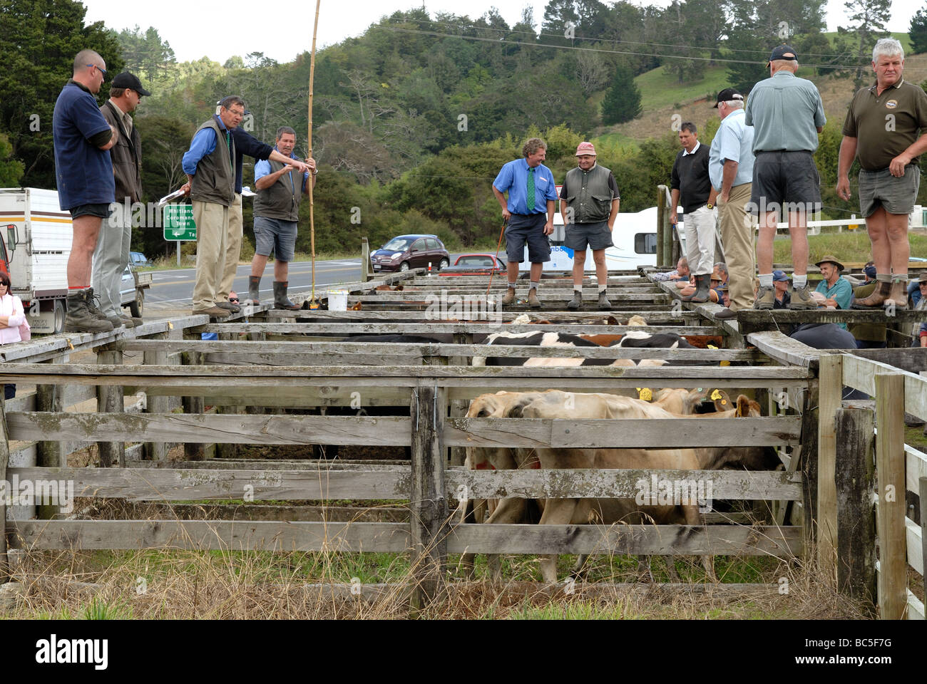 A livestock auction on the Coromandel, New Zealand Stock Photo Alamy