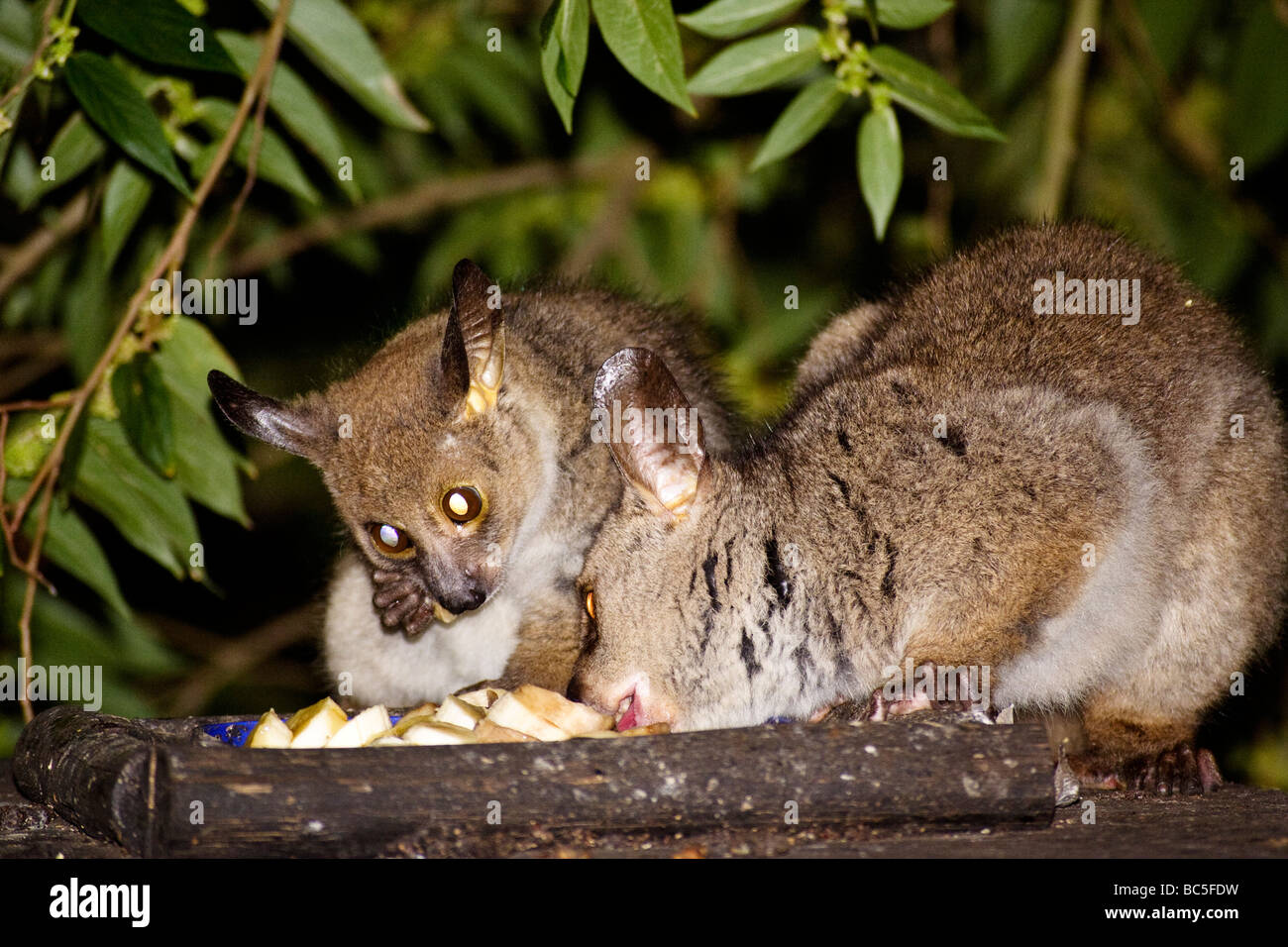 Bushbabies coming out to feed at a travellers hostel near Umfolozi national park, South Africa Stock Photo