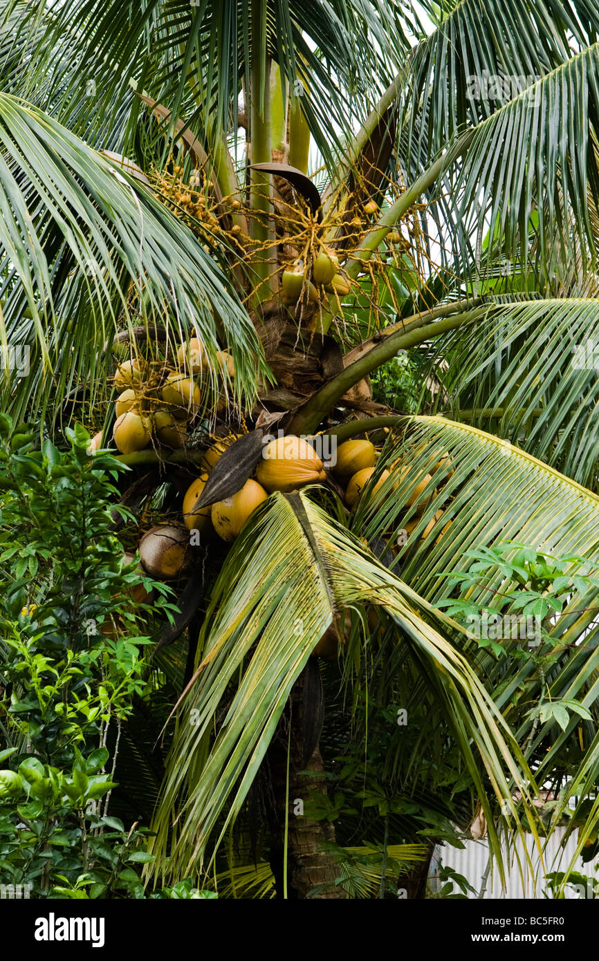 Coconut tree in a front garden in Malaysia Stock Photo - Alamy