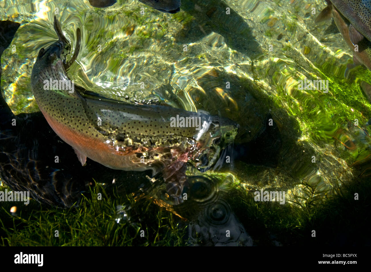Rainbow Trout in a fish hatchery Stock Photo Alamy