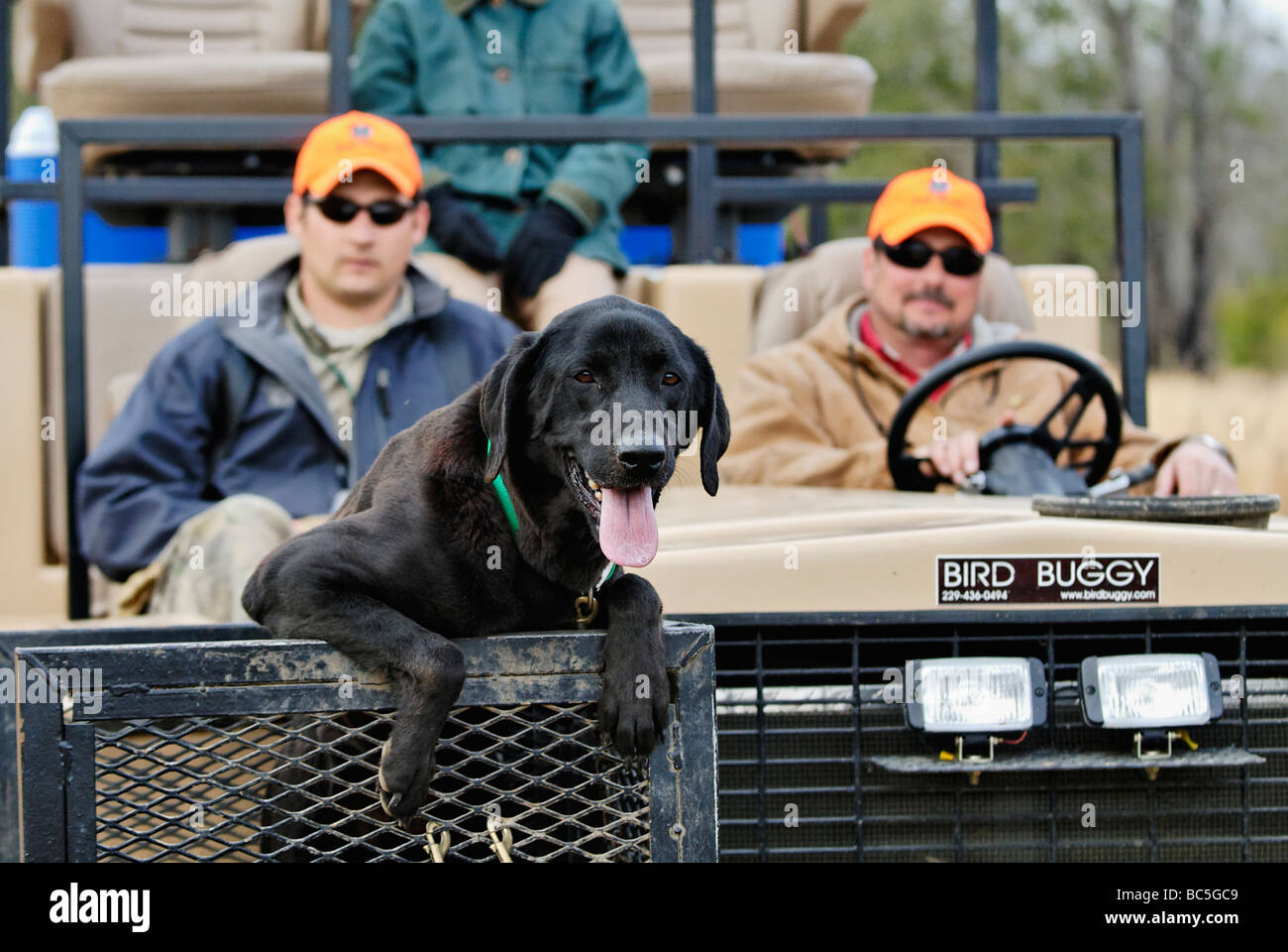 Excited Black Labrador Retriever on the Front of a Hunting Rig during Quail Hunt in the Piney Woods of Georgia Stock Photo