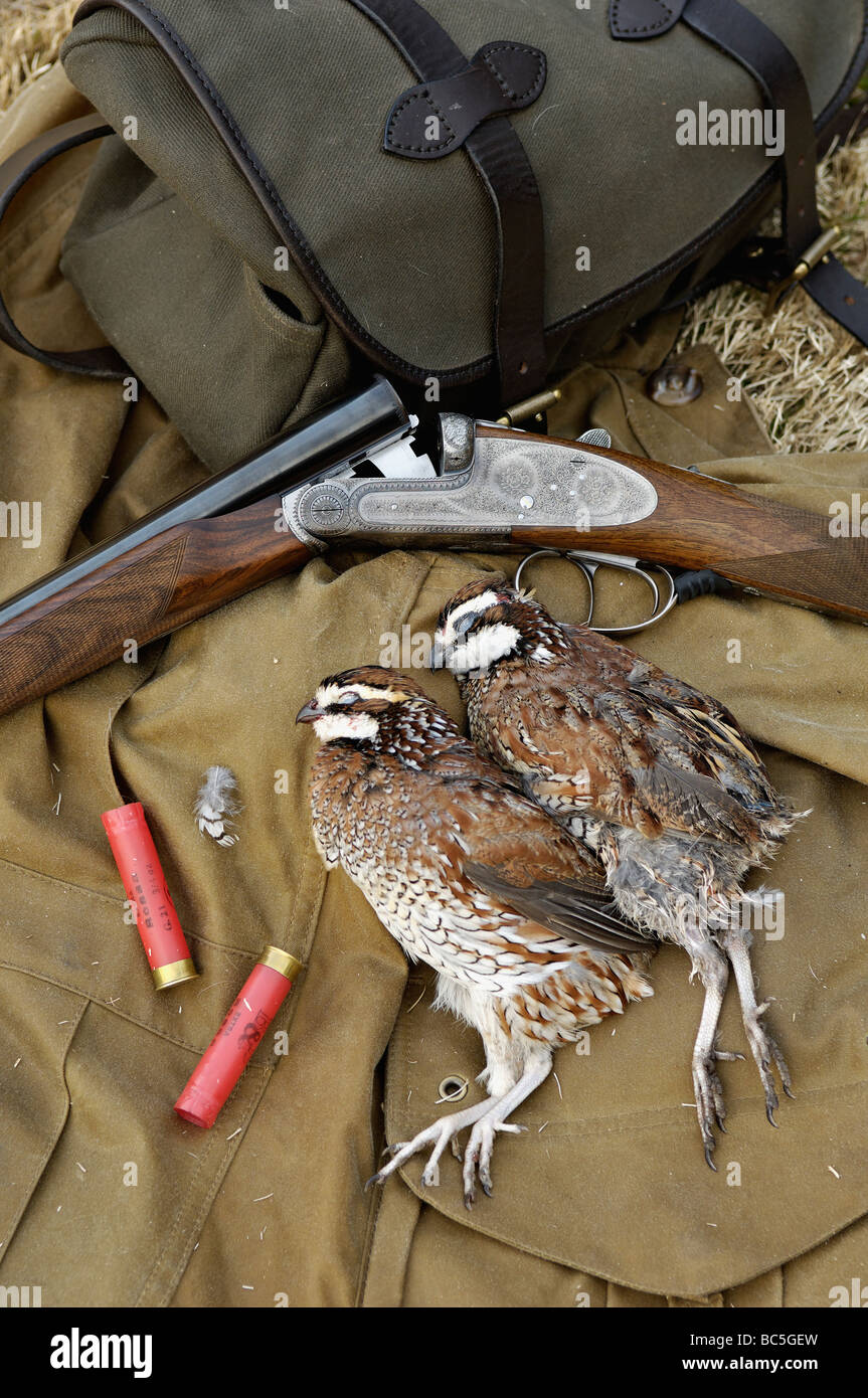 Beretta 28 Gauge Over and Under Shotgun Lying on Field Bag with Two Harvested Bobwhite Quail and Fired Cartridges Stock Photo