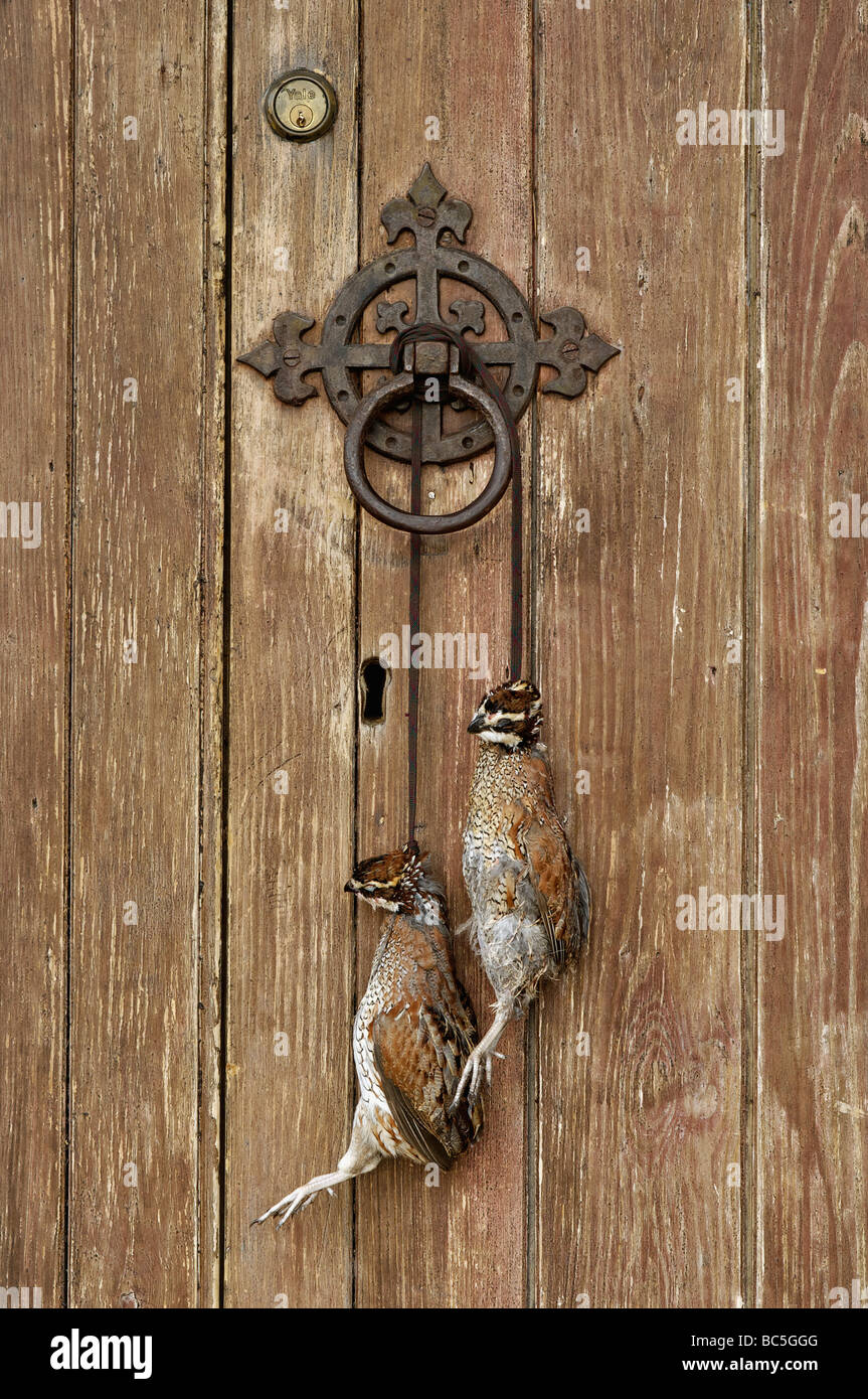 Two Harvested Bobwhite Quail Handing from Old Door Knob Stock Photo